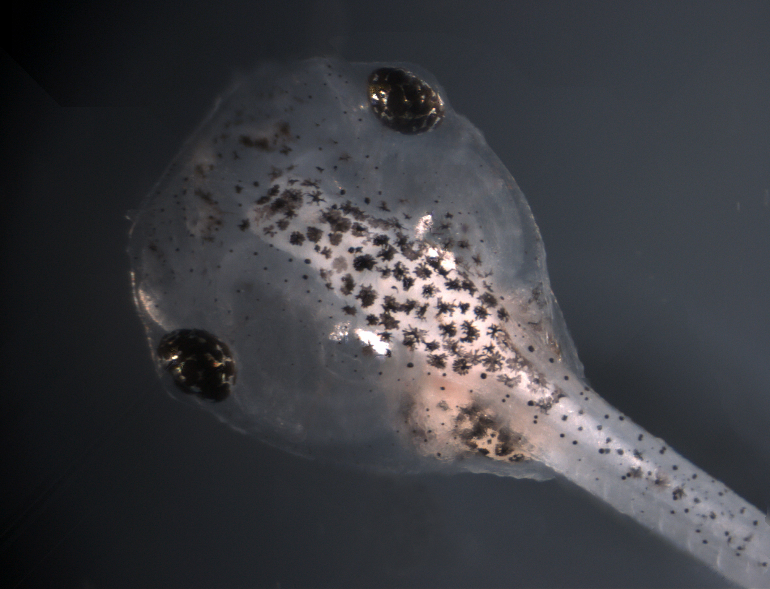 Tadpole of X. tropicalis Image © Science/AAAS