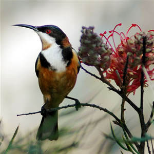 honeyeater