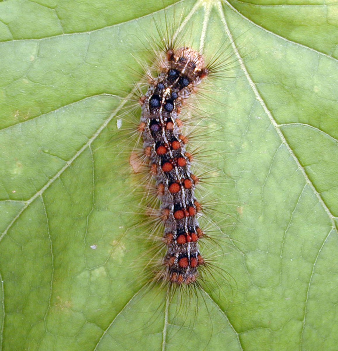 Healthy gypsy moth caterpillar on a leaf.