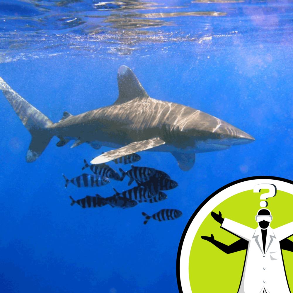 How do Smells Travel Underwater?