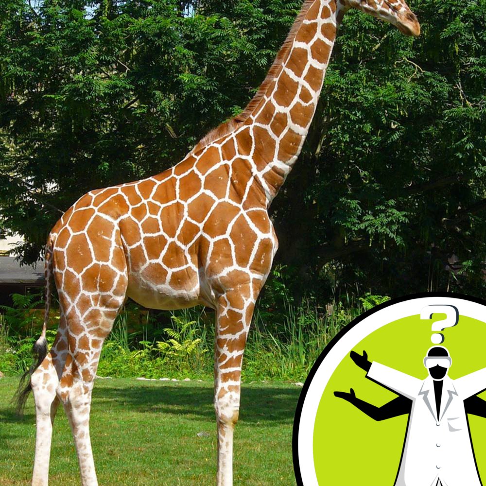 How do giraffes vomit?