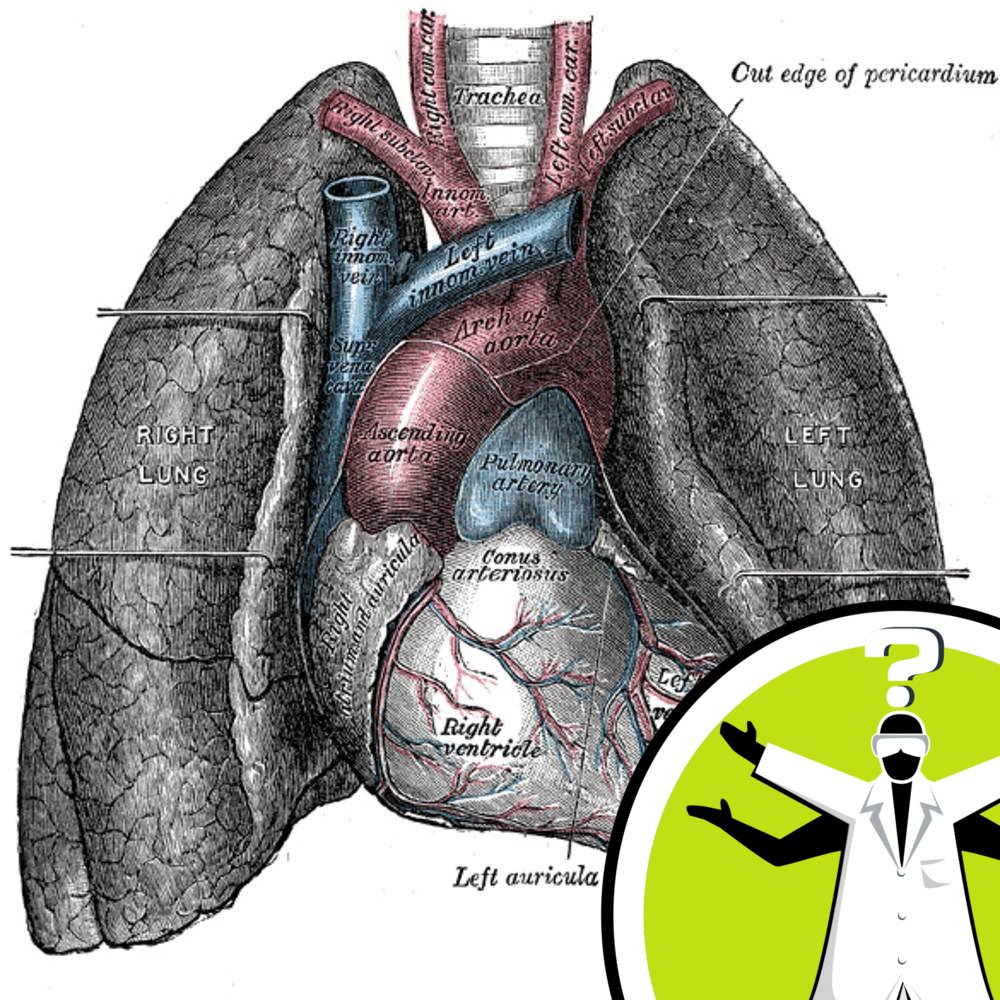 Do pregnant women breathe more?