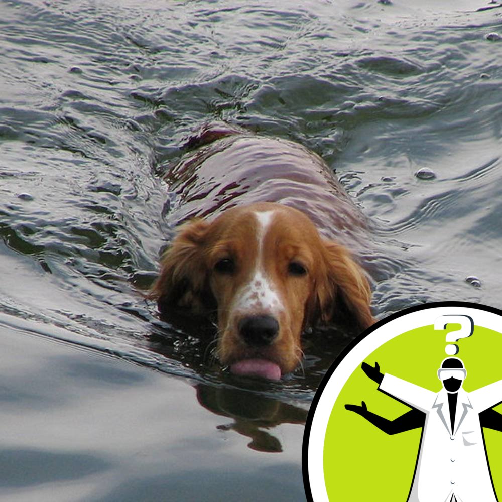 Why do wet dogs smell?