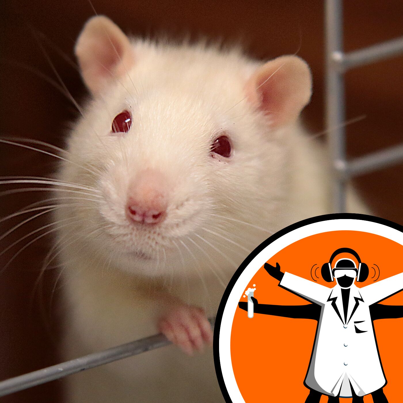 Mini human livers transplanted into rats