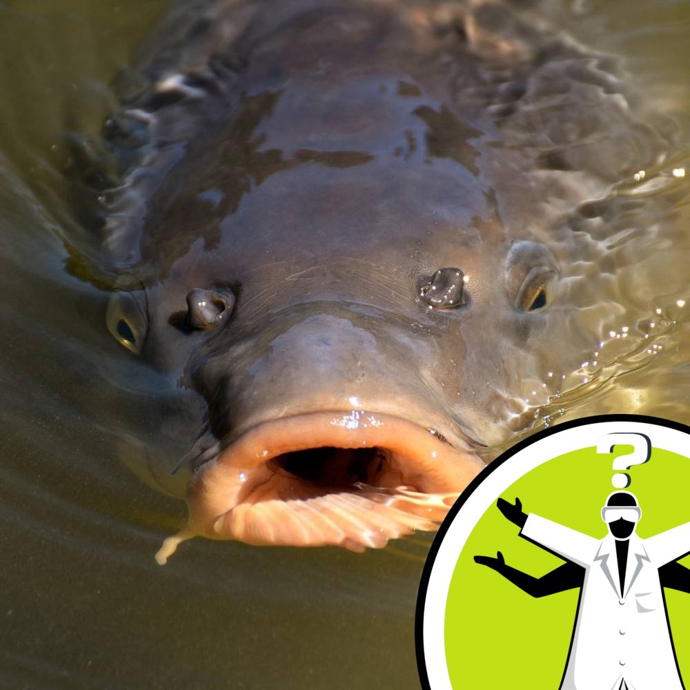 Do fish yawn?