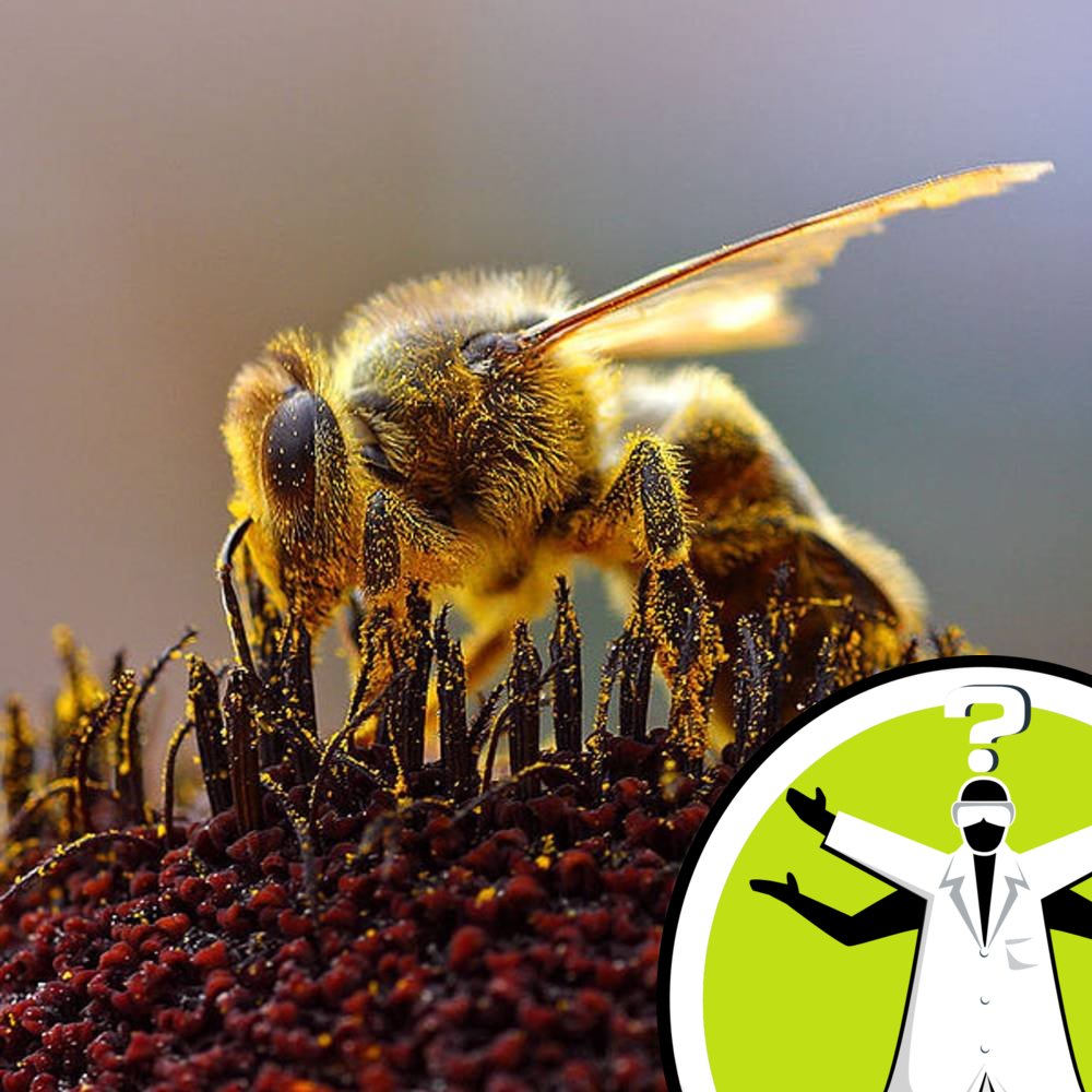 Waggle Dance Evolution