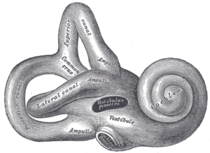 Inner ear