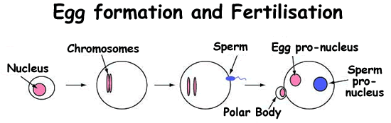 Eggs and sperm are produced by a specialised form of cell division called meiosis during which one from each pair of chromosomes is discarded, producing cells with half the normal number of chromosomes. When egg and sperm unite during fertilisation the correct chromosome number is restored and a genetically unique embryo is produced.