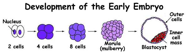 The egg and sperm fuse producing an embryo with a full set (23 pairs) of chromosomes. The embryo grows by cell division (mitosis), doubling the cell number with each division to eventually produce a hollow ball of cells called a blastocyst. The inner cell mass produces the future baby whilst the outer cells form the placenta, umbilical cord and the membranes that surround the developing baby. 