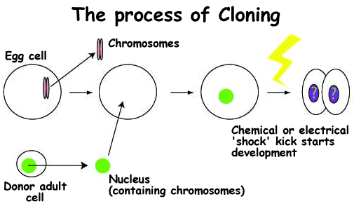 Process_of_cloning