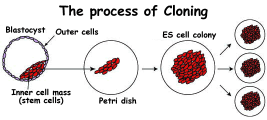 How ES Cells (embryonic stem cells) are made. The inner cell mass is removed from a blastocyst and transferred to a petri dish. The cells multiply and can then be split into smaller clusters of cells which will themselves continue to grow and multiply.