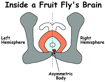 Cross-section of a Drosophila brain. The location of the asymmetric body is shown in red, within the right hemisphere.