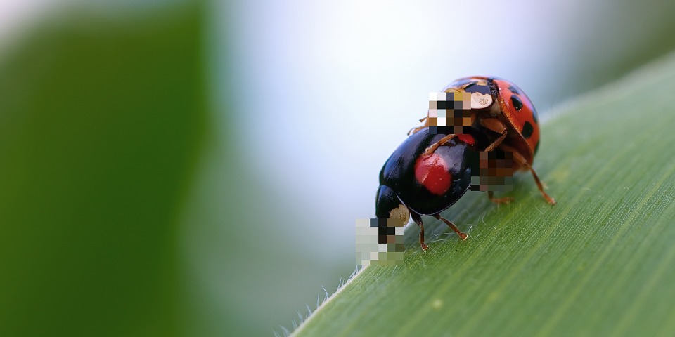 Bugs sex