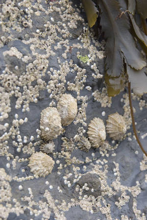 Limpets