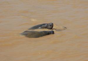 West African manatees mating