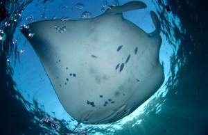 Manta Ray