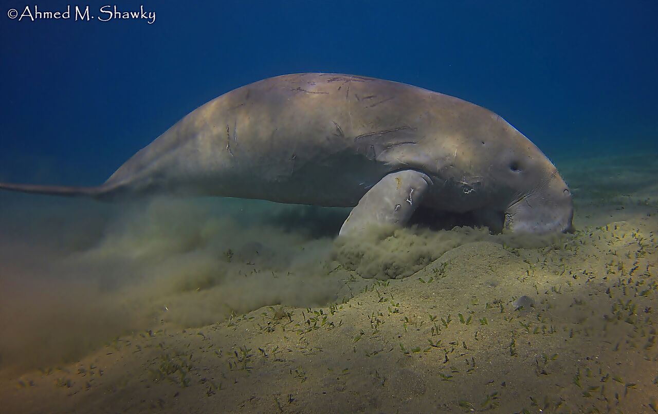 Dugong grazing on seagrass