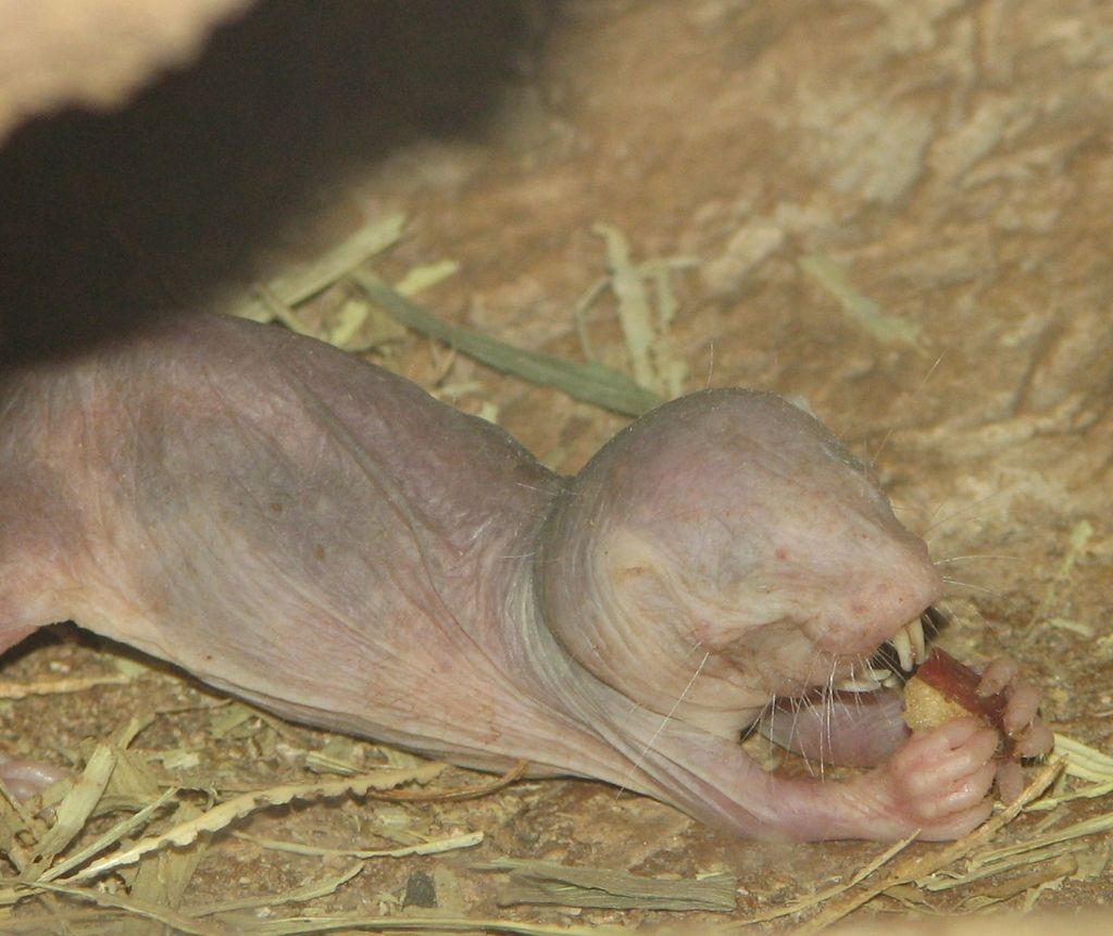 Naked mole rat