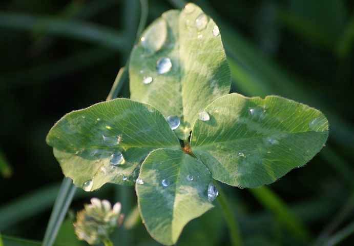 A "lucky" four-leaf clover