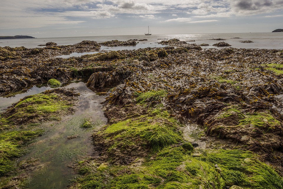 Mud coastline with seaweed