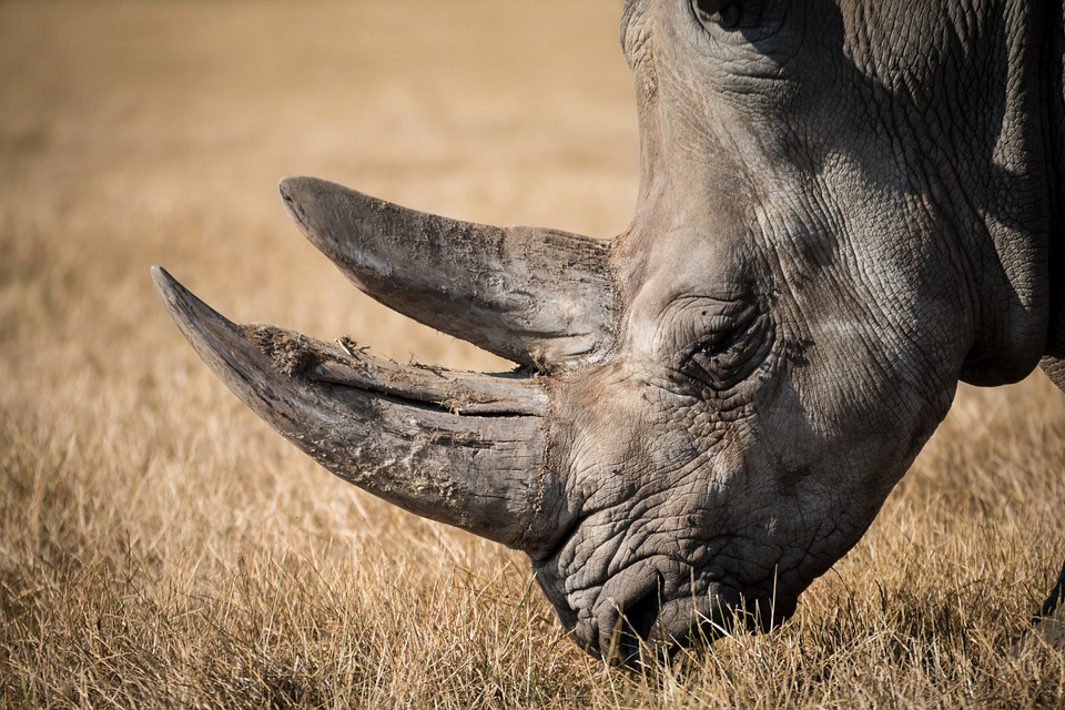 Rhinoceros eating grass