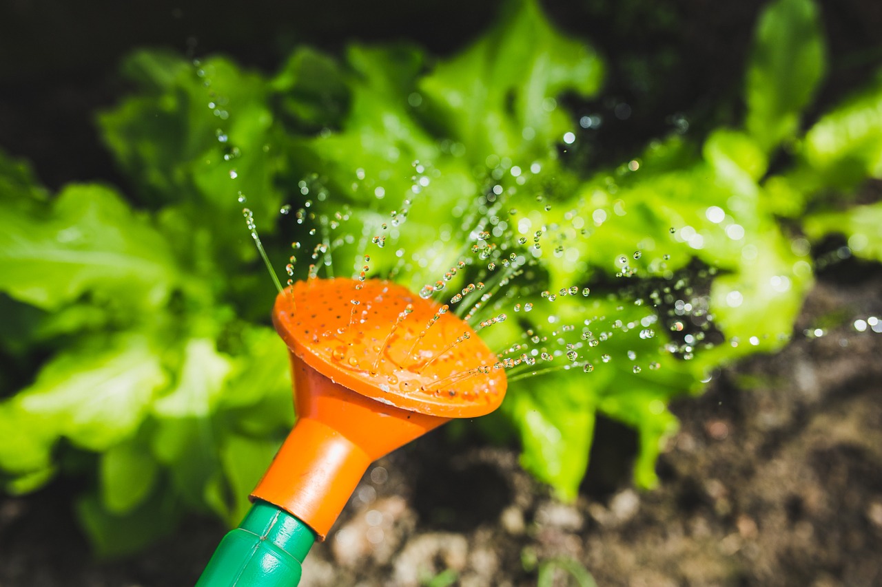 photo of someone watering plants, vegetables