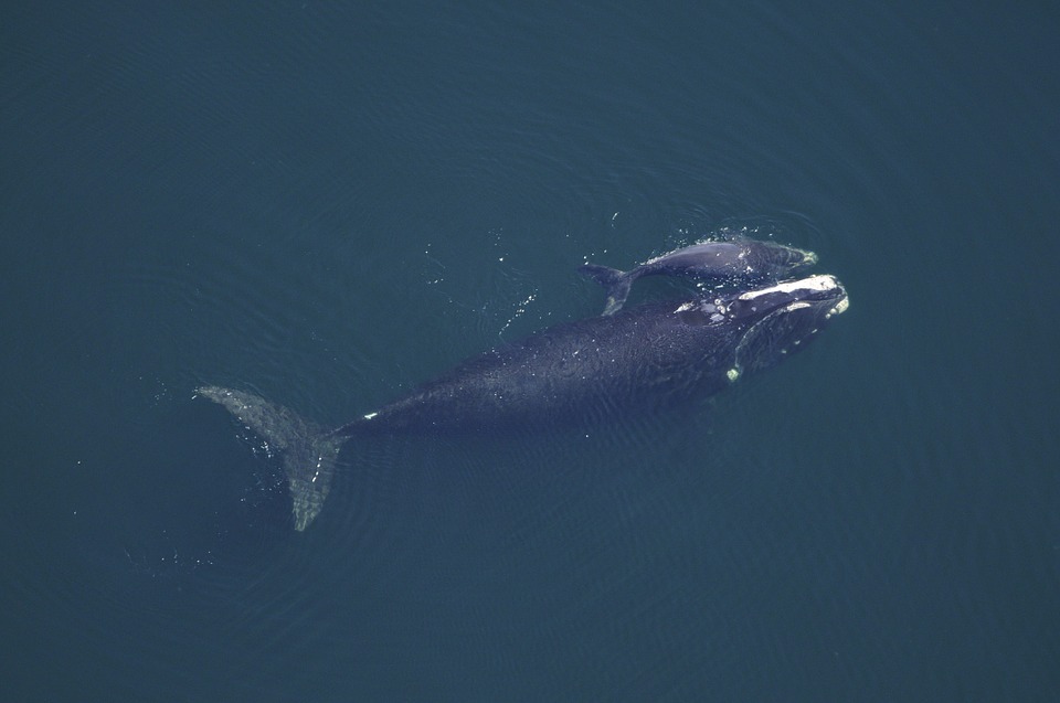 Whale cow with calf