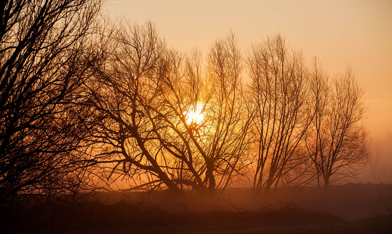 a photo of sun emerging through trees in winter