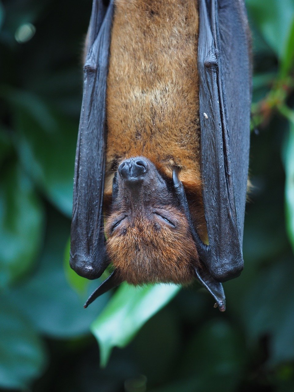 A sleeping bat, hanging upside down