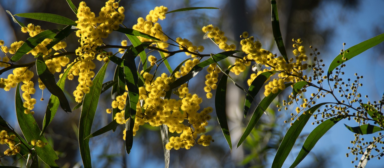 Blossoms on a wattle (acacia) tree.