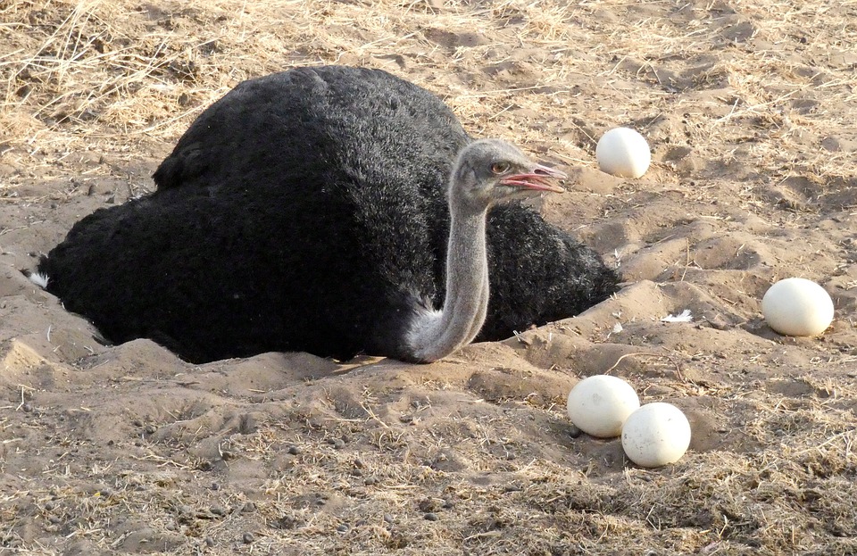 An ostrich and ostrich eggs
