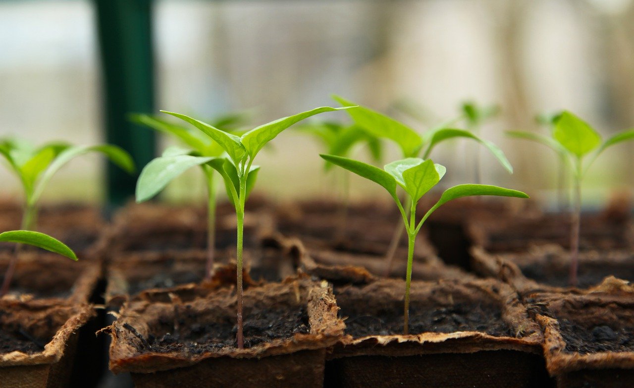  a picture of some seedlings