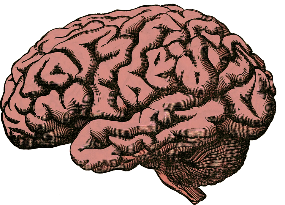 The human brain.