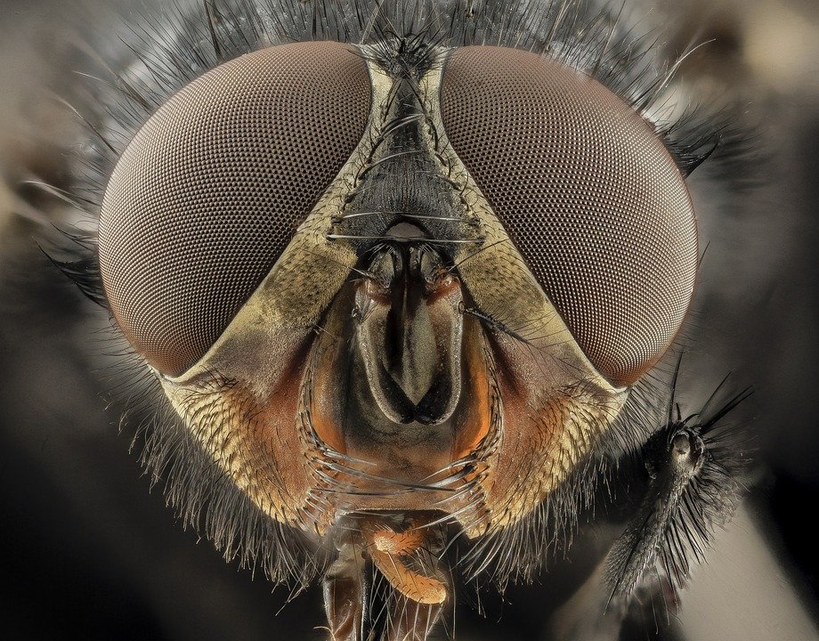 A close-up of the head of a blowfly.