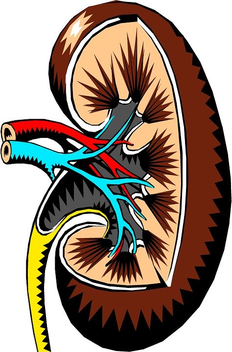 KIDNEY MODEL