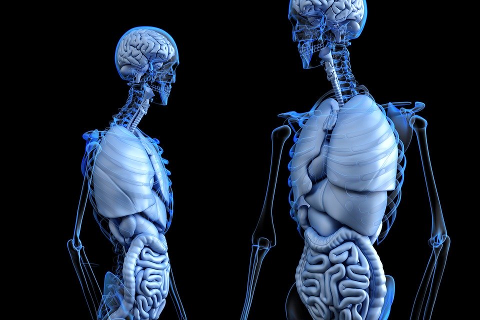 two CGI figures, showing the systems of organs in the body