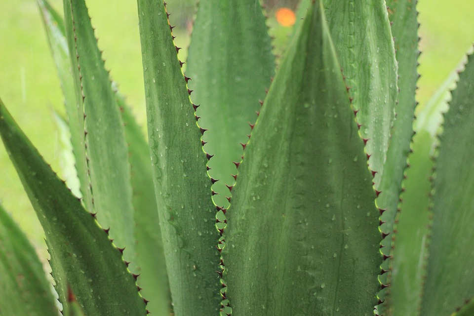 agave leaves