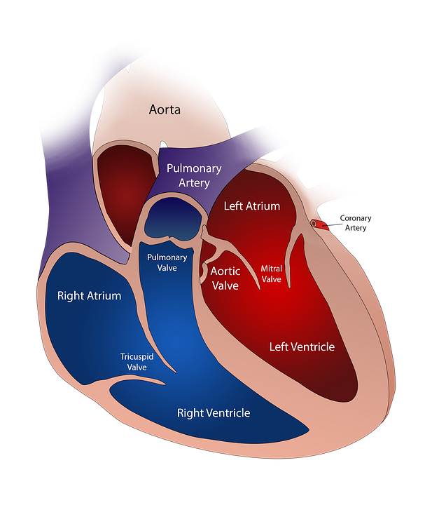a diagram of heart and valve
