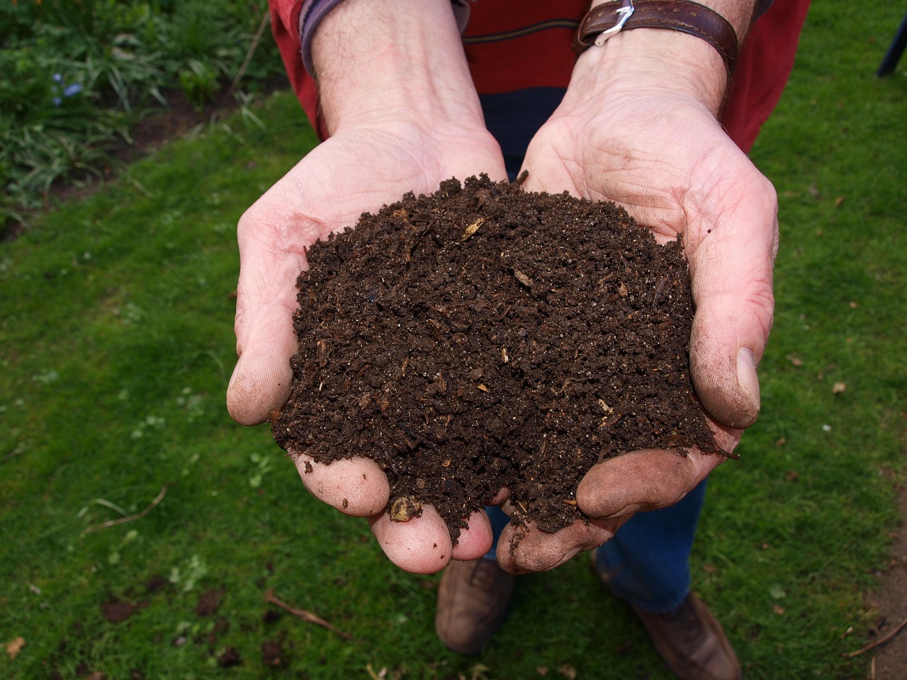 two cupped hands, full of composted soil