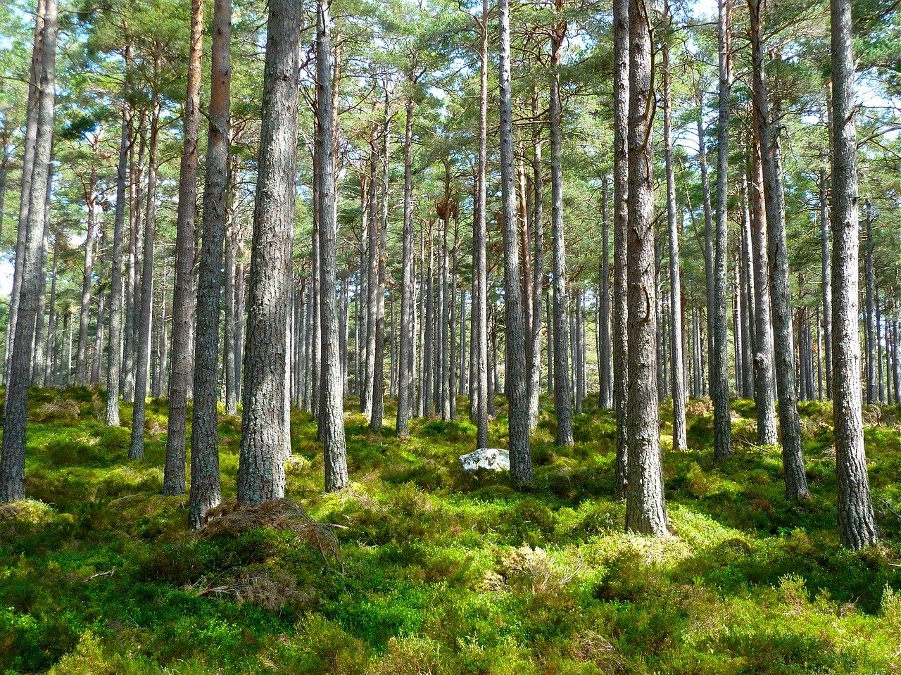 photograph of a forest