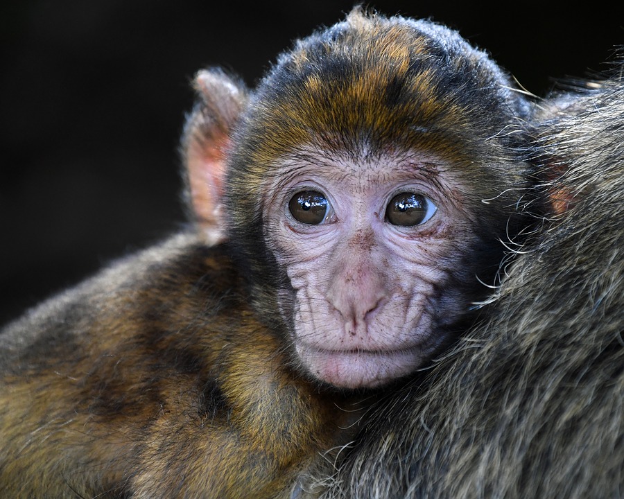 A baby macaque
