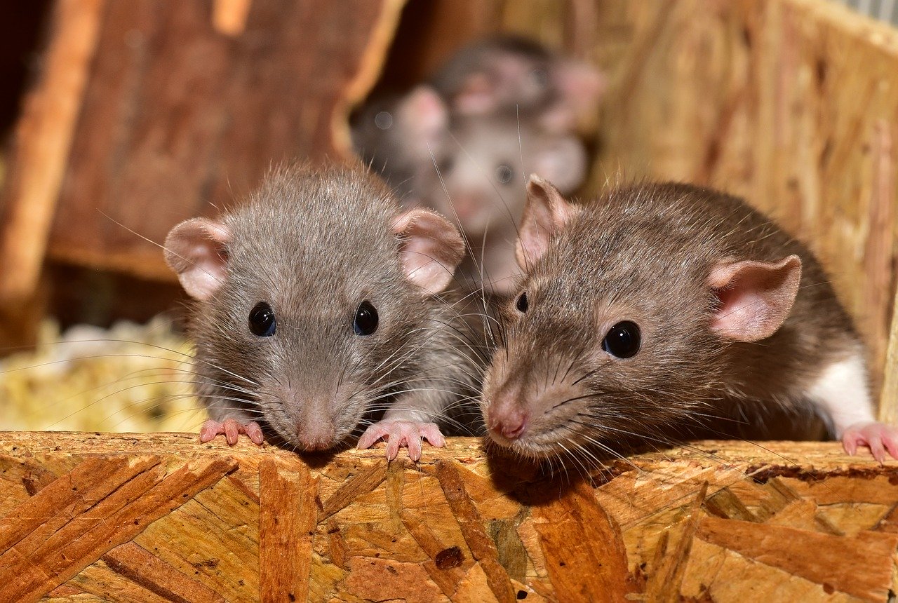 Rats leaning over the edge of their container.