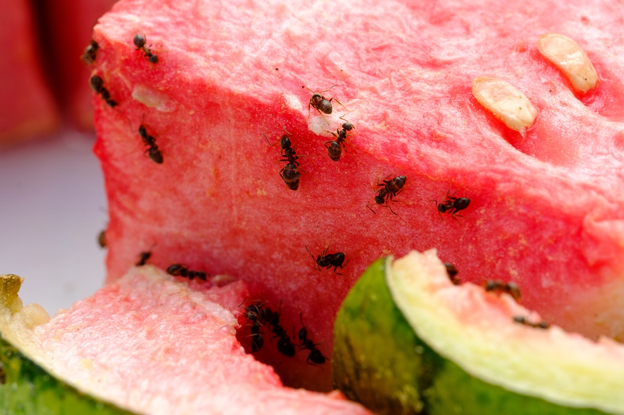ants climbing on watermelon slices