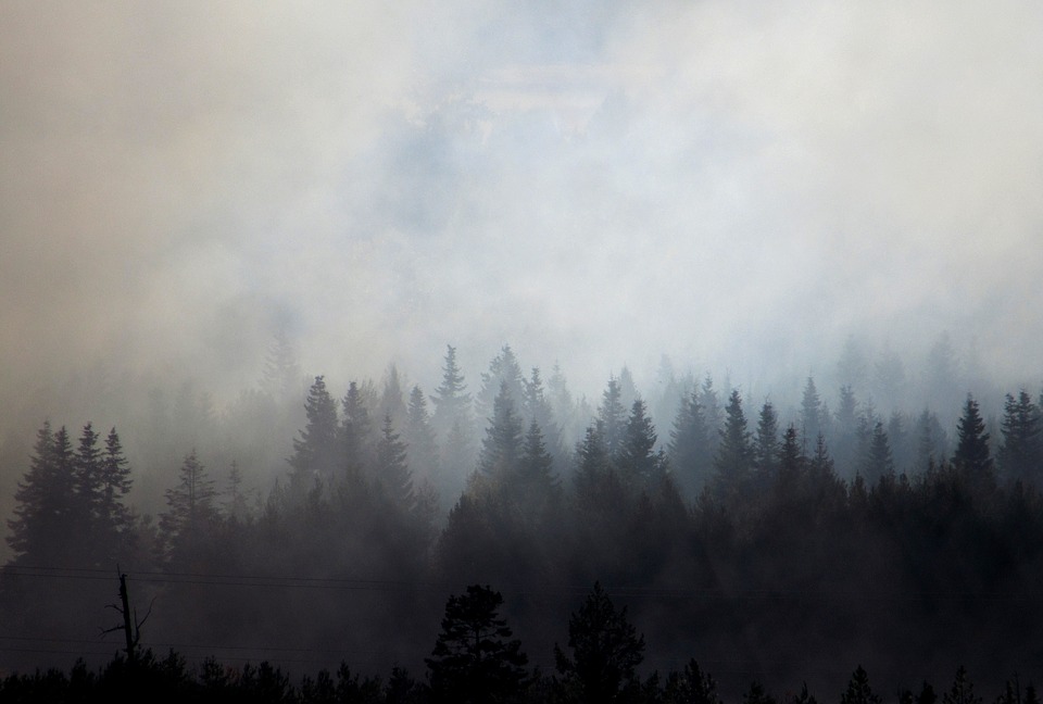 FOREST FIRE