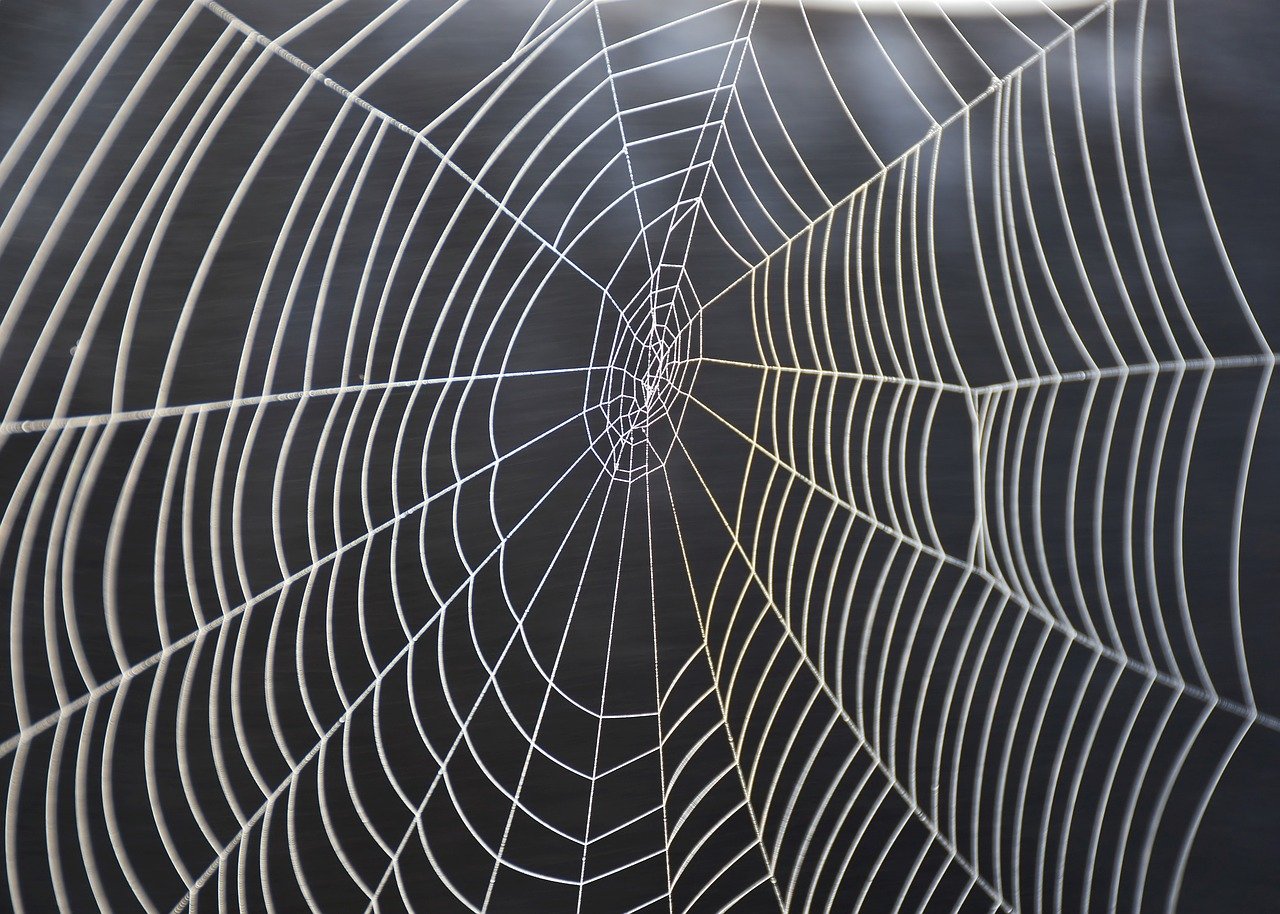 A spider's web