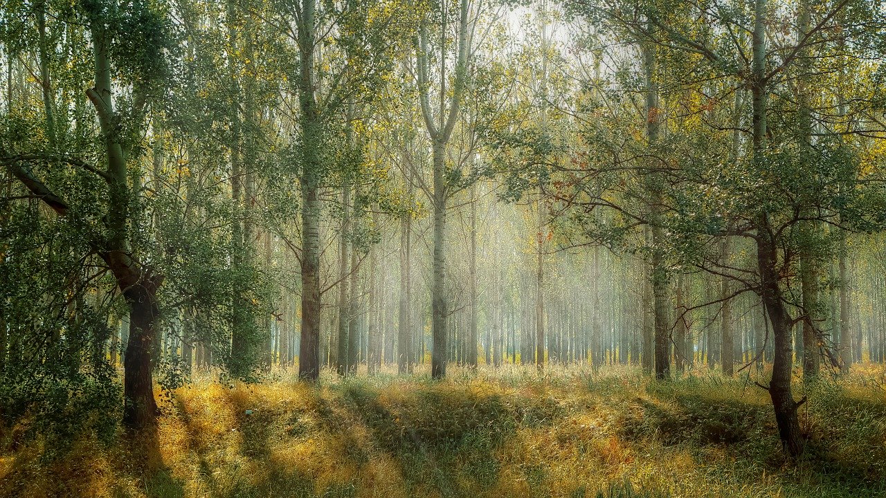 A forest of tall, thin trees lit by sunlight
