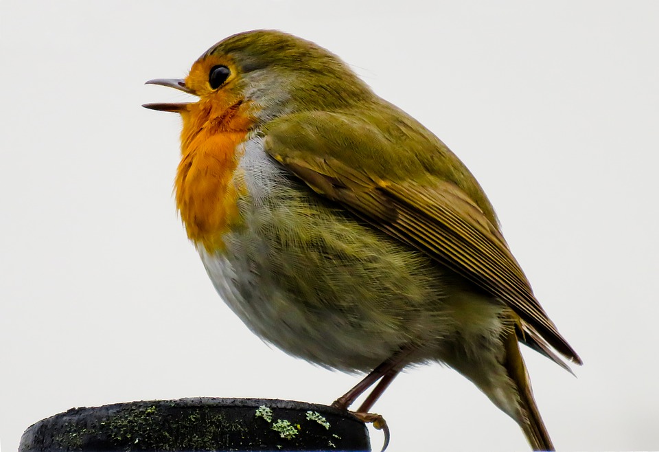 A robin singing