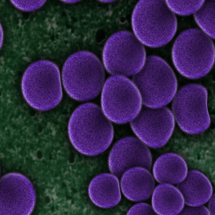 purple bacteria cells on a green background