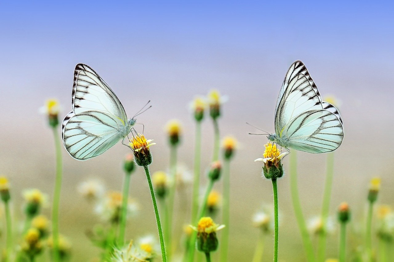 a photo of butterflies