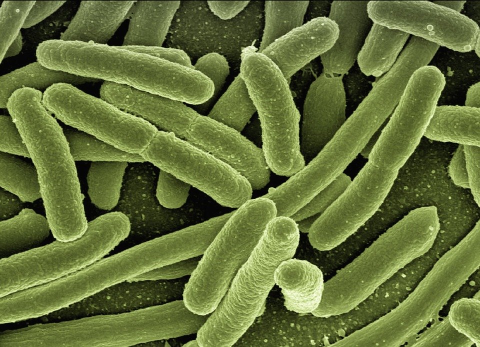 Esterichia coli bacteria.